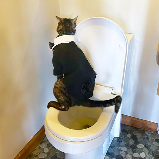 Toilet Training Your Cat